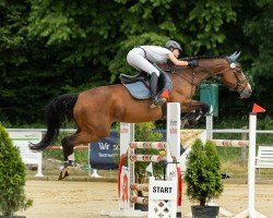 jumper Amitie K (Westphalian, 2005, from Amidou)