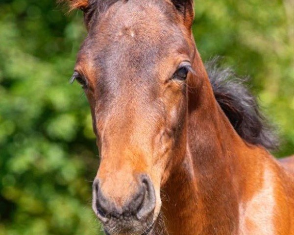 horse Van Gogh's kleines Gretchen (Austrian Warmblood, 2023, from van Gogh)