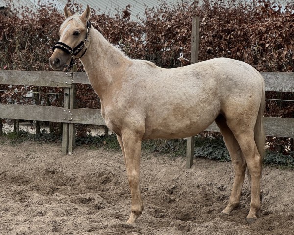 Pferd poker (Oldenburger Springpferd, 2023, von Krem)