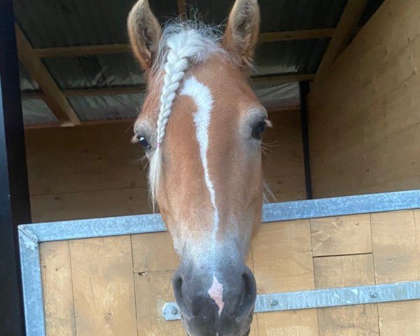 Pferd Renuka (Haflinger, 2018, von Narkas)