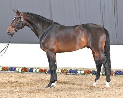 stallion Diacont (Holsteiner, 2020, from Diamant de Semilly)