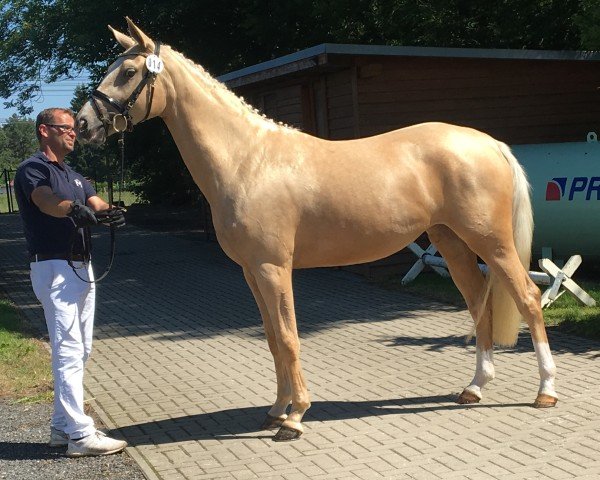 jumper Wilma Se (Mecklenburg, 2016, from Weissgold GF)