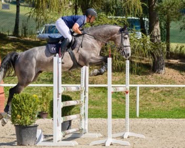 stallion Li-Quite (Holsteiner, 2019, from Livello)