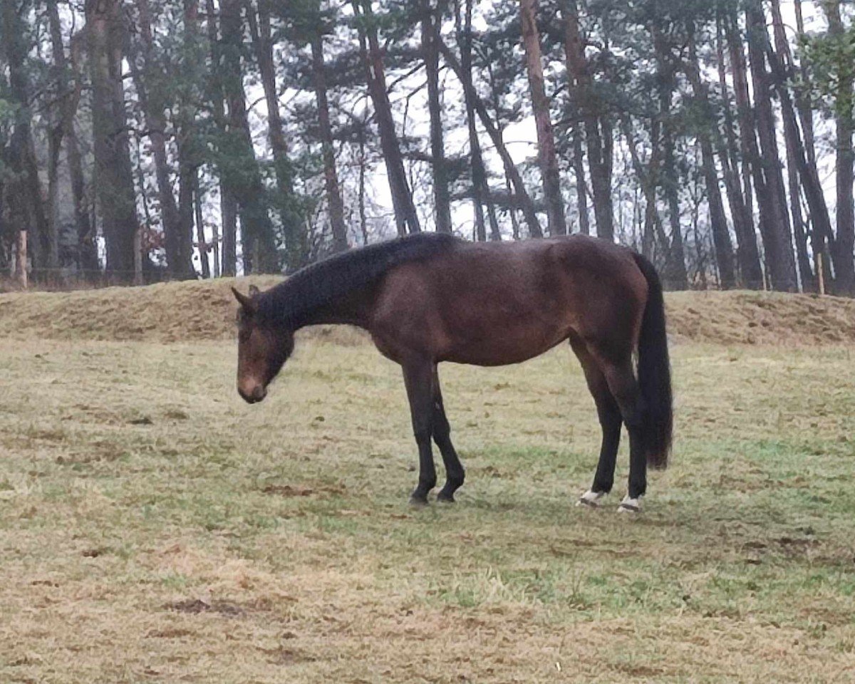 broodmare SR-Coca Cola (Hanoverian, 2022, from Grey Top)