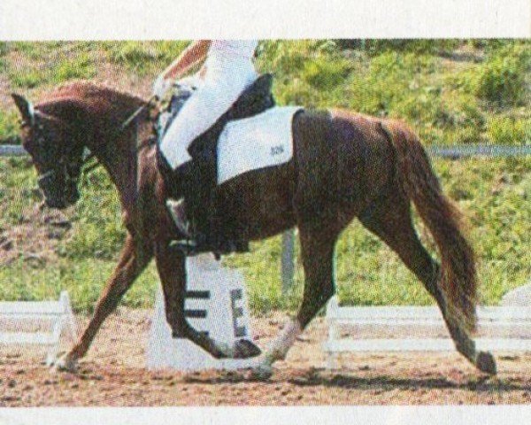 horse Playboys Sun (German Riding Pony, 2000, from Playboy)