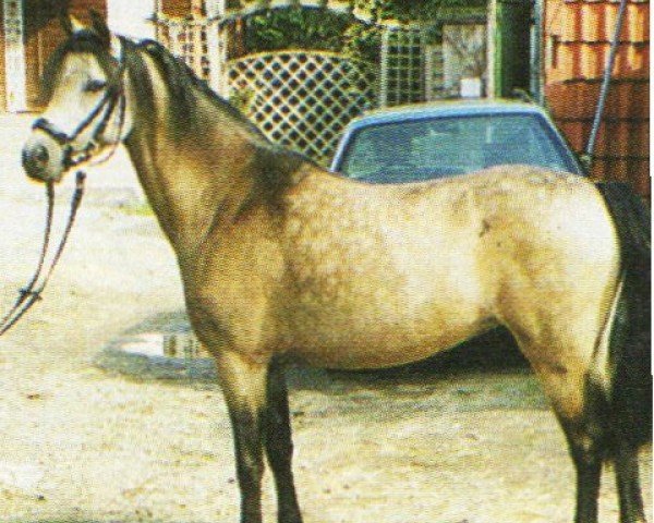 horse Grenzland Take Five (Welsh-Pony (Section B), 1998, from Grenzland Cymro Wyf fi)