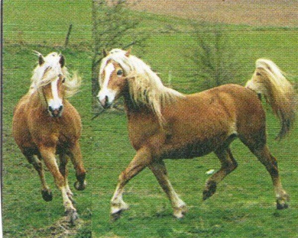 broodmare Quasi (Haflinger, 1990, from Wilmar 110)