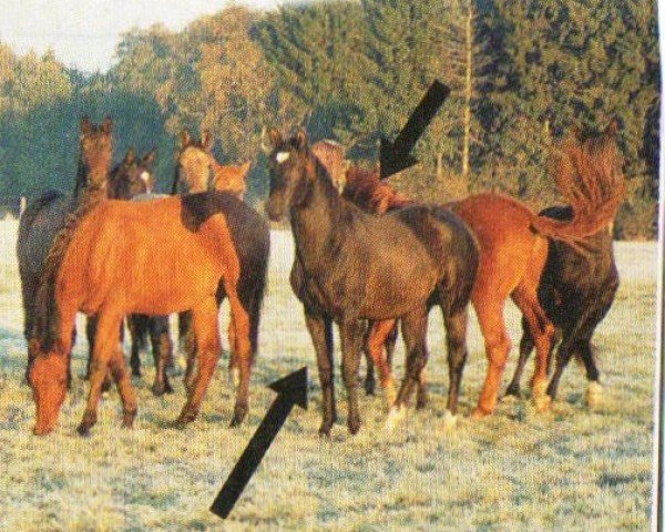 dressage horse Primetime Joker (Trakehner, 2002, from Arentino)