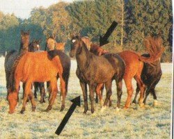dressage horse Primetime Joker (Trakehner, 2002, from Arentino)