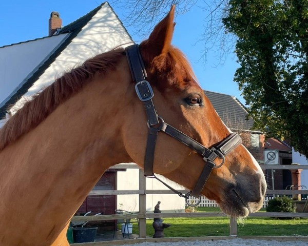 dressage horse Secret Sugar (Rhinelander, 2019, from Secret)