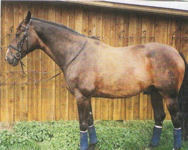 jumper Graciano As (Oldenburg, 1998, from Gracieux)
