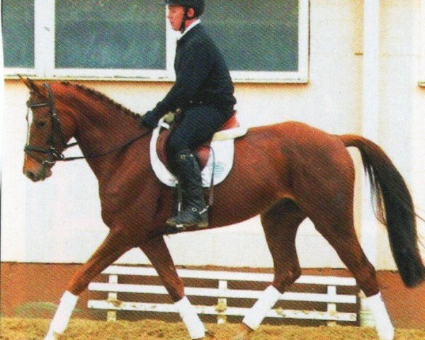 horse Zentos (Mecklenburg, 2006, from Zigeunerheld xx)