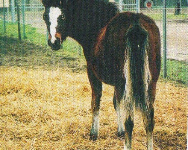 jumper Pink Panther (German Riding Pony, 2004, from FS Pearcy Pearson)