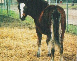 jumper Pink Panther (German Riding Pony, 2004, from FS Pearcy Pearson)