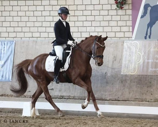 Pferd So Fine 7 (Westfale, 2020, von Selectric)