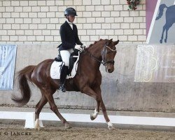 Pferd So Fine 7 (Westfale, 2020, von Selectric)