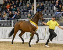 Deckhengst Hengst von Bon Courage / Lauries Crusador xx (Hannoveraner, 2020, von Bon Courage 4)