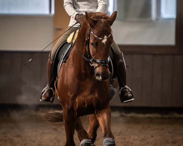 dressage horse Finnley S (Westphalian, 2010, from Fleury)