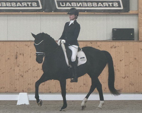 Dressurpferd Gill Flanell (Oldenburger, 2015, von Grey Flanell)