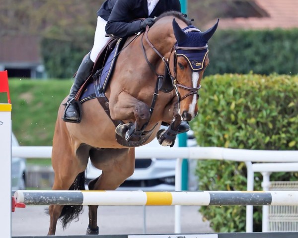 Springpferd Clakson Z (Zangersheide Reitpferd, 2018, von Clicksem)