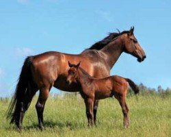 broodmare Canstakkia (Hanoverian, 2008, from Canturo)