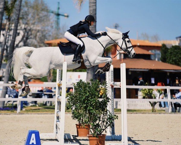 Springpferd Leoncaballo 2 (Sachsen-Anhaltiner, 2002, von Levisto Z)
