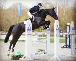 jumper Tiffany 362 (German Sport Horse, 2003, from Levisto Z)