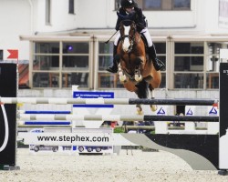 jumper Genepy B (Belgian Warmblood, 2006, from Querlybet Hero)