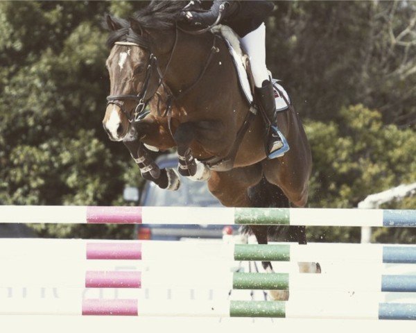 jumper Kasper (Belgian Warmblood, 2006, from Kantje's Ronaldo)