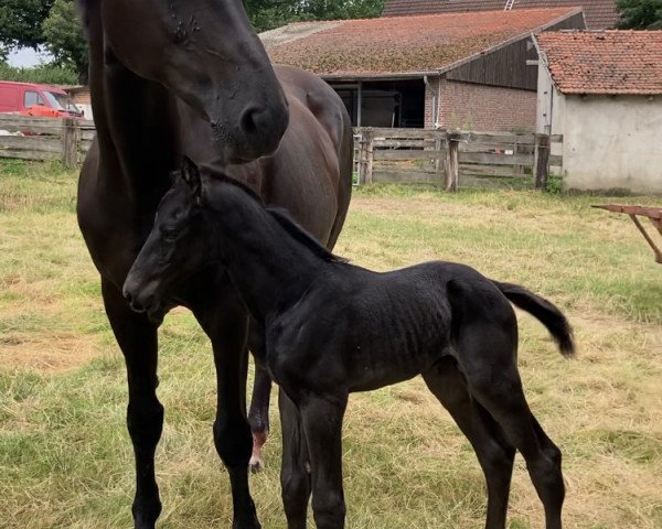 Pferd Quintus von Lünzum (Westfale, 2021, von Querido Vg)
