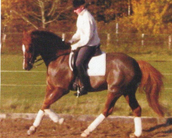 horse Wirbelwind (Welsh-Cob (Sek. C), 1996, from Weston Regent)