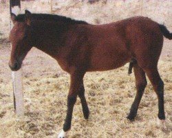 dressage horse Habil 2 (Pura Raza Espanola (PRE), 2004, from Templaor)