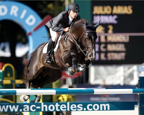 stallion Jarnac (Selle Français, 1997, from Ryon d'Anzex AA)