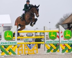 jumper Lugaignac des Pouplis (Belgian Warmblood, 2011, from Broere Atlantic)