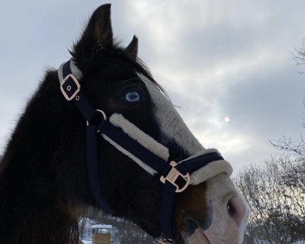 Pferd Nurejeff C (Deutsches Reitpony, 1998, von Negro)