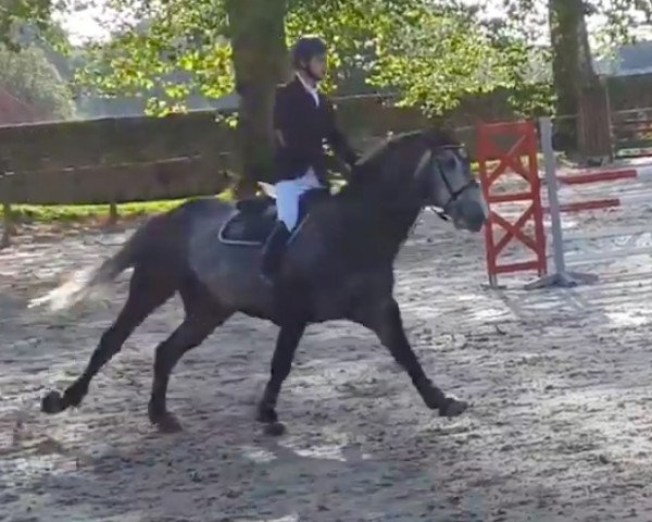 horse Alme de Brekka (Selle Français, 2010, from Untouchable M)