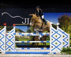 jumper Harley (KWPN (Royal Dutch Sporthorse), 2012, from Clintino)