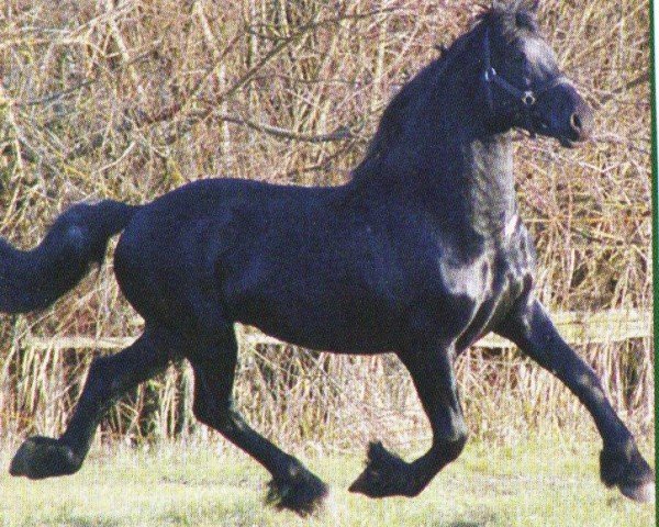 Pferd Imke (Friese, 2002, von Abe 346)