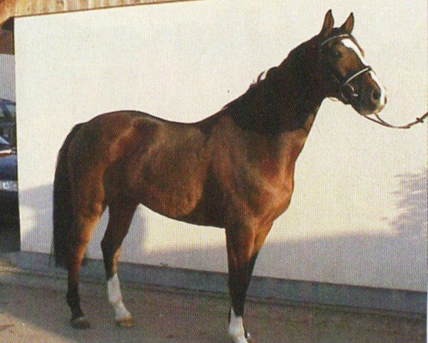 horse Chianti 70 (Oldenburg, 2001, from Clintino)