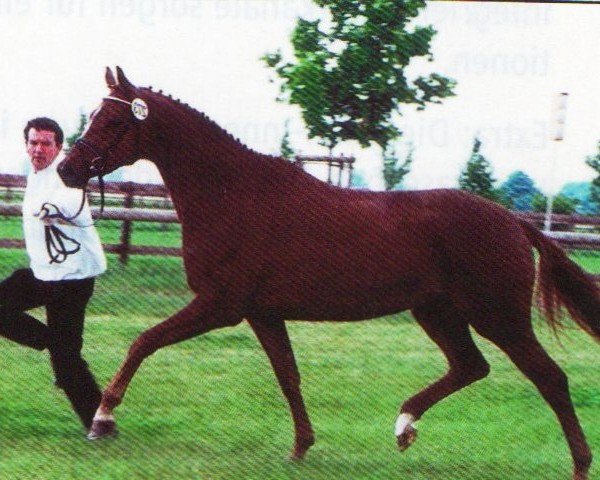 broodmare Louise (Trakehner, 1998, from Suchard)