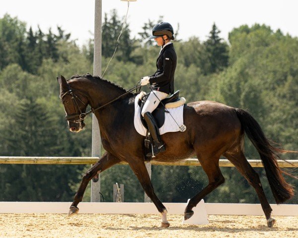Dressurpferd Emilius 5 (Hannoveraner, 2019, von Escamillo)