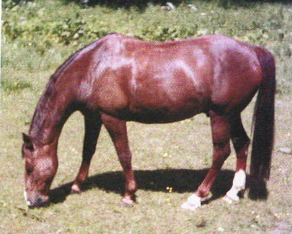 horse Sunny Boy (KWPN (Royal Dutch Sporthorse), 1994, from Samber)