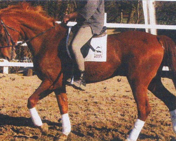 broodmare Gloria (Saxony-Anhaltiner,  , from Grundstein II)