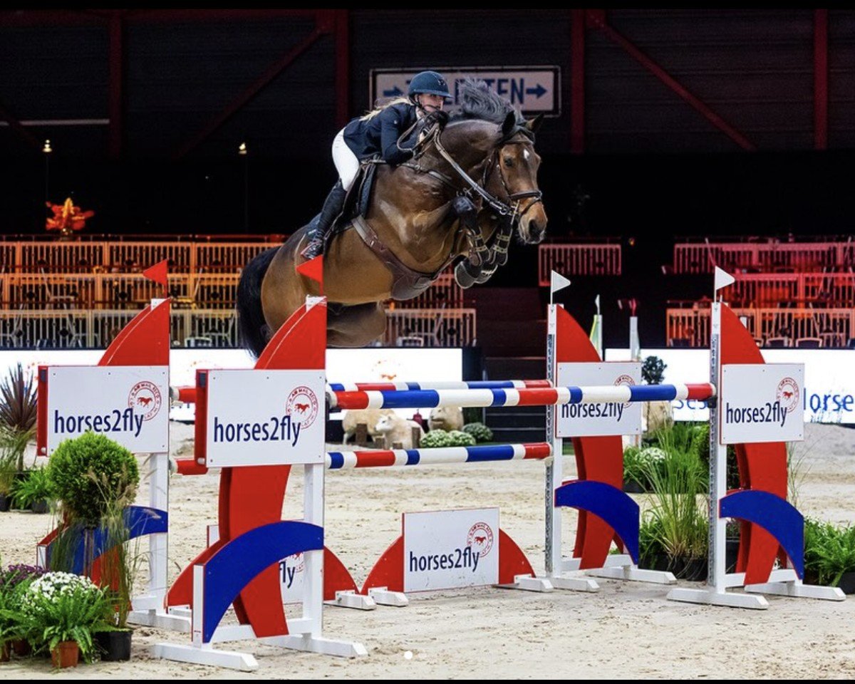 Springpferd Limoncello's Gloej (KWPN (Niederländisches Warmblut), 2016, von Glenfiddich VDL)