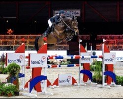 jumper Limoncello's Gloej (KWPN (Royal Dutch Sporthorse), 2016, from Glenfiddich VDL)