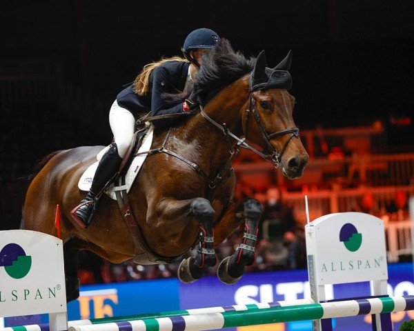 Springpferd Lookalike B (KWPN (Niederländisches Warmblut), 2016, von Glenfiddich VDL)