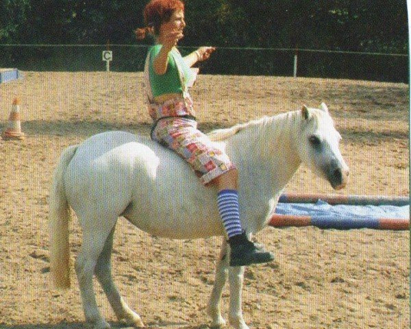 Zuchtstute Freedom's Inez (Welsh Mountain Pony (Sek.A), 1995, von Alesco)