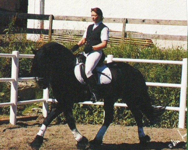 horse Romke (Friese, 1997, from Romke 234)