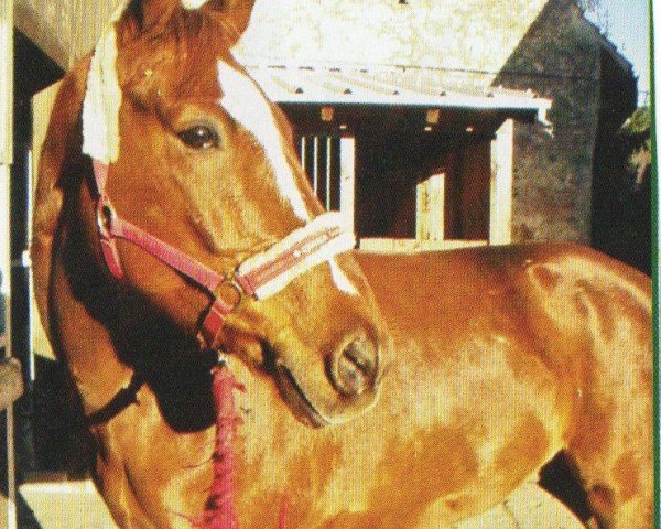 horse Pepino (Rhinelander, 2000, from Pageno)