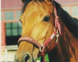 horse Jaecky 2 (Württemberger, 1995, from Joschka)